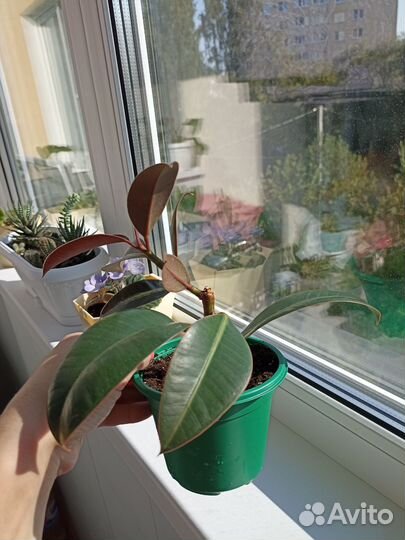 Фикус эластика робуста