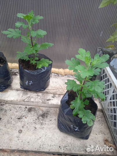 Хризантемы мультифлора