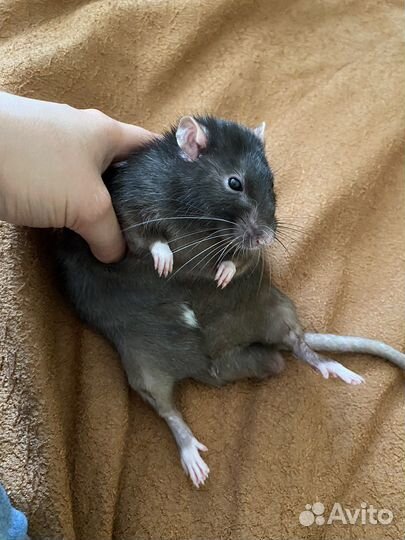 Вязка крысы