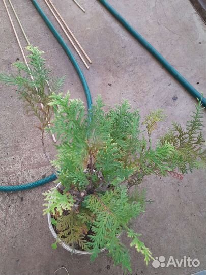 Актинидия коломикта, виноград амурский