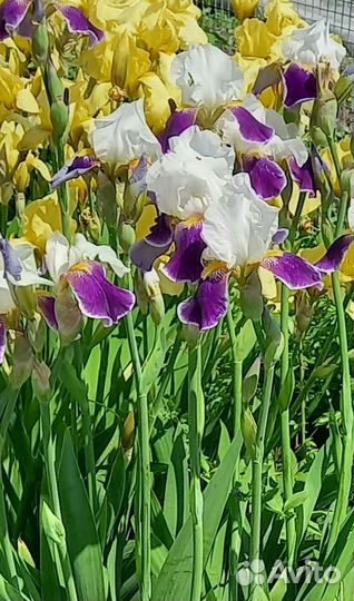 Ирисы