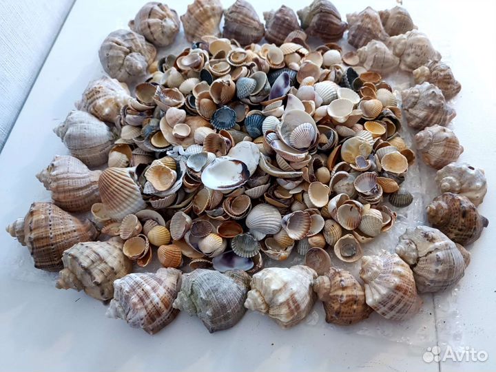 Морские ракушки.Набор для аквариума, творчества