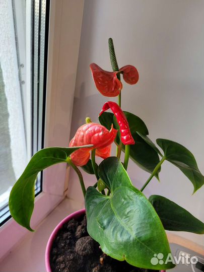 Антуриум красный и розовый