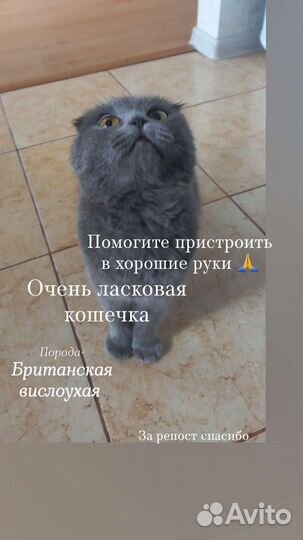 Британская вислоухая кошка