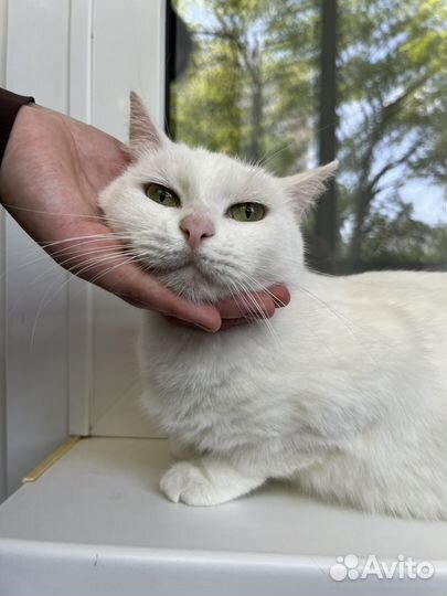 Белоснежная кошечка в дар