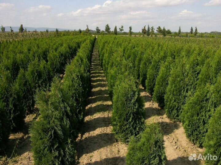 Туя Смарагд, Колумна, Брабант от 15шт. Доставка