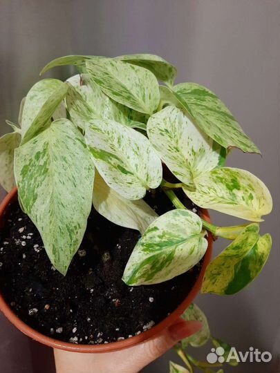 Сциндапсус, Моттлед (Мохито )