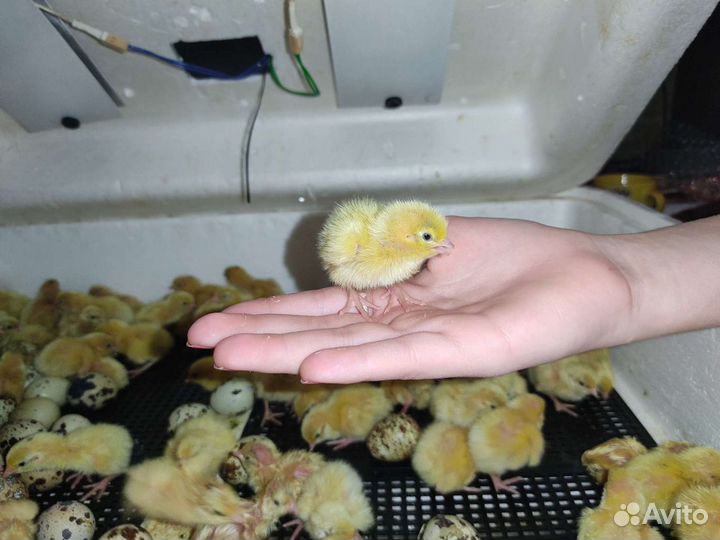 Перепела суточные