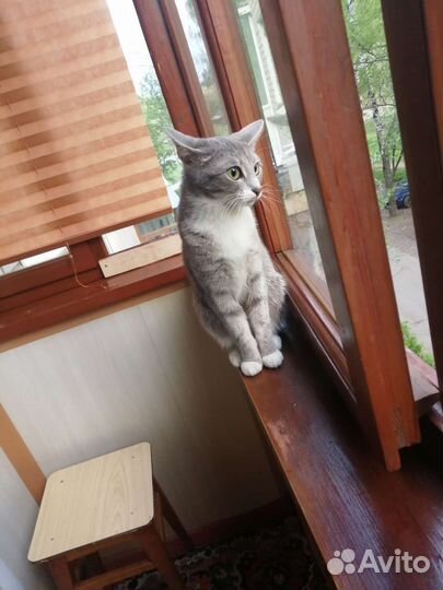 Кошка в дар бесплатно