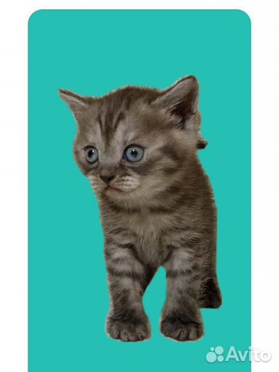 Шотландский котик