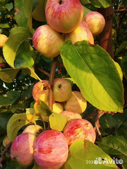 Ранетки на компот