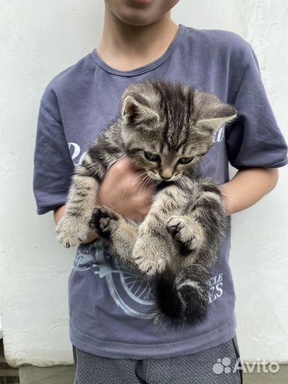 Котята в добрые руки даром