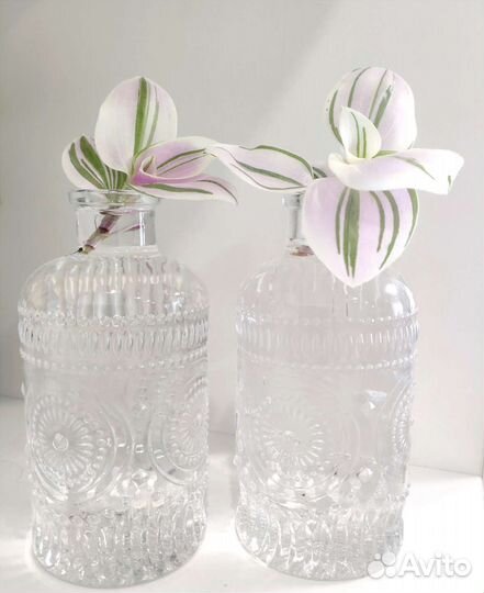 Традесканция сортовая Розовый холм, Альба