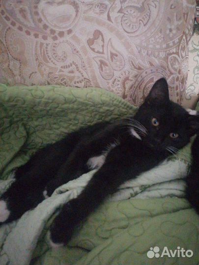 Кошки в добрые руки бесплатно