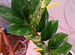 Замиокулькас вариегатный short leaf