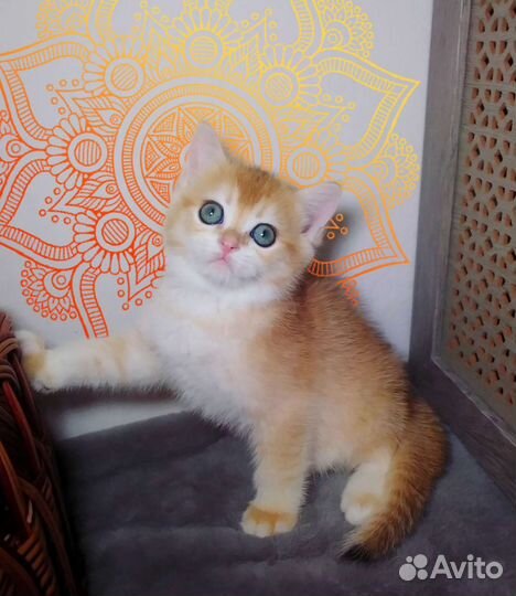 Котята золотая шиншилла с родословной