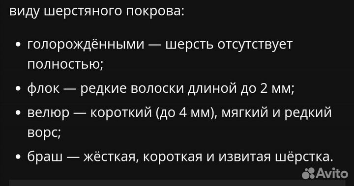 Велюровые котята