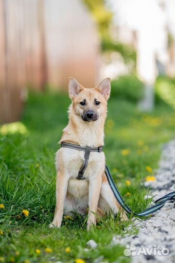Собаки бесплатно в добрые руки