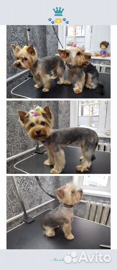 Грумер Сормово Груминг Стрижка собак