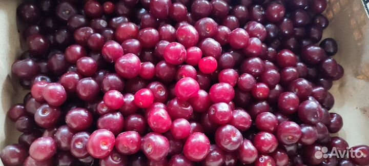 Вишня ягода свежая