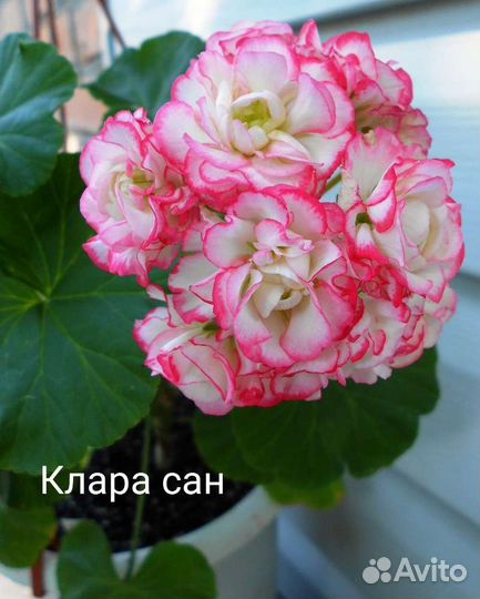 Пеларгония сортовые