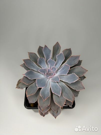 Суккулент Echeveria Madre de Sur