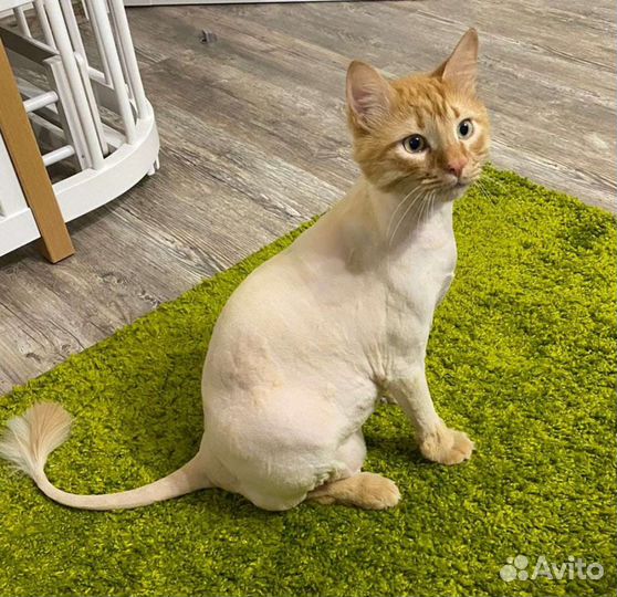 Стрижка кошек с выездом на дом.Стрижка собак