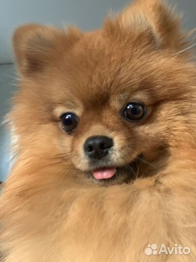 Вязка кобеля