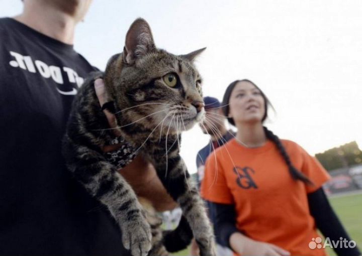 Услуги по поиску пропавших животных 