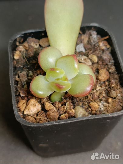 Суккуленты Детки