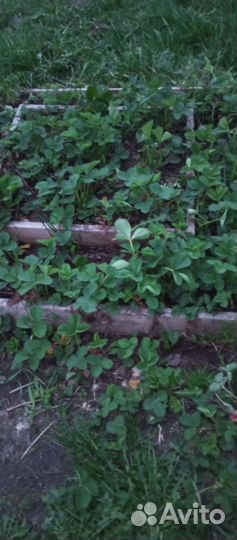 Усы клубники