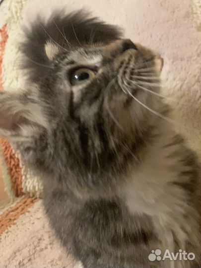 Котенок