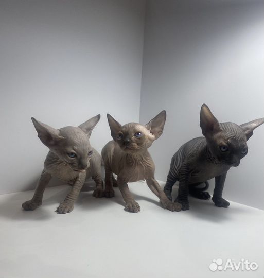 Канадский сфинкс