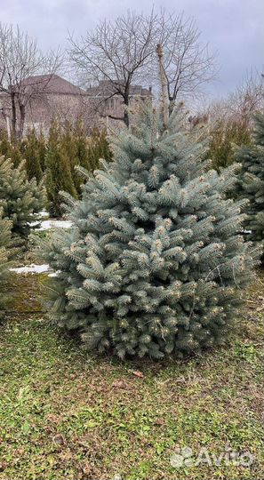 Ель 2.5м