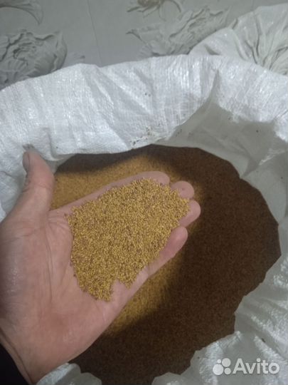 Продам семена люцерны
