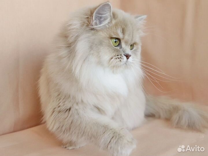 Золотая лиловая британская девочка