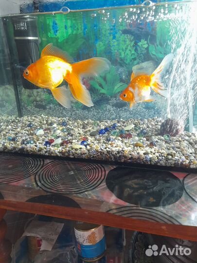 Аквариум с рыбками