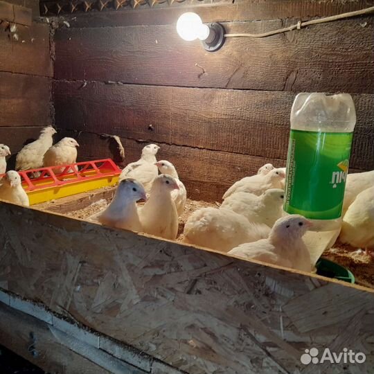 Перепела продажа