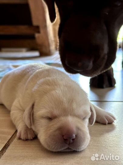 Щенки лабрадора ретривера