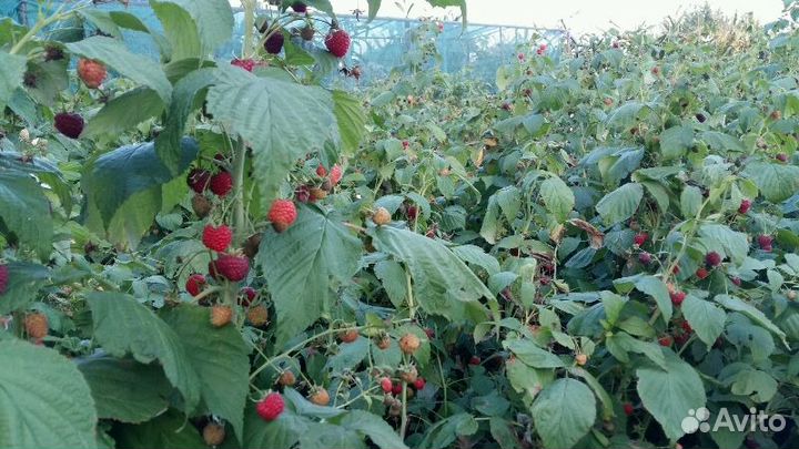 Саженцы малины Полька