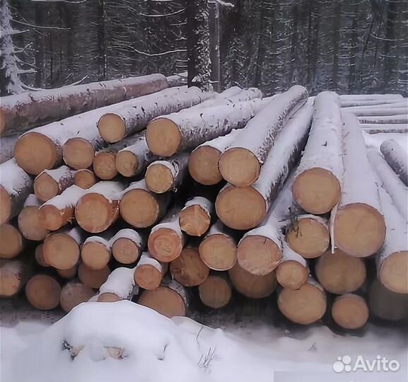 Круглые хвойных пород круглые хвойных пород. Лес кругляк Пиловочник. Пиловочник сосна ель. Пиловочник березы 1-2 сорт. Фанерный Кряж березовый.