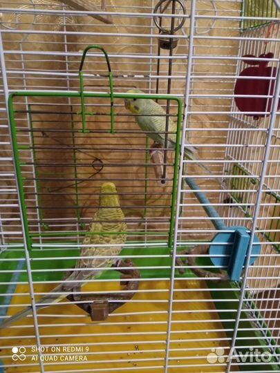 Волнистый попугай с клеткой