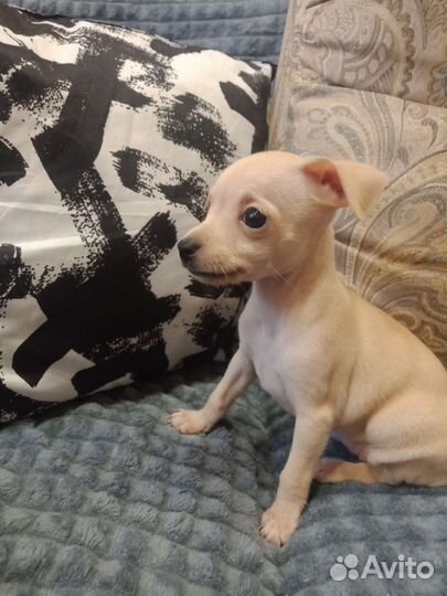 Той-терьер щенки