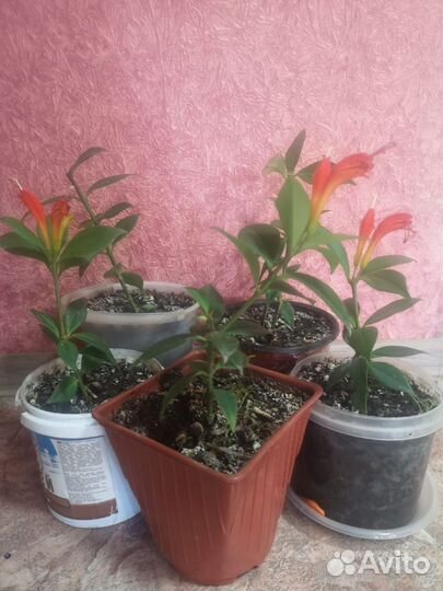 Эсхинантус жар птица