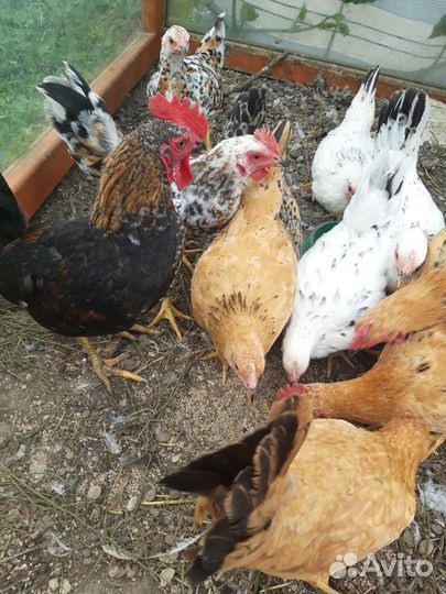 Молодые петушки