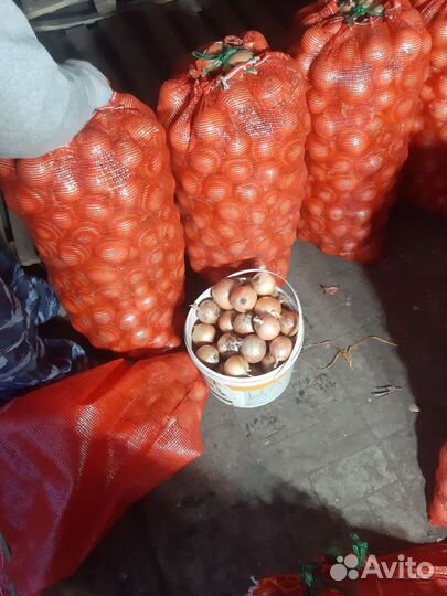 Лук репчатый