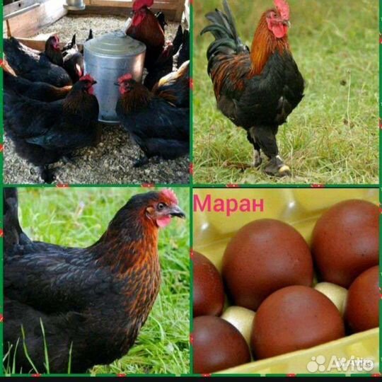 Цыплята, инкубационное яйцо