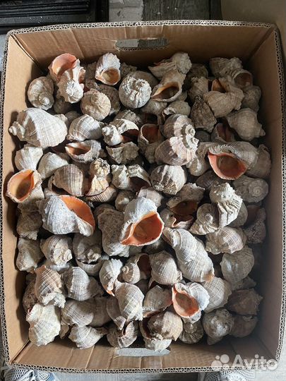 Ракушка рапан