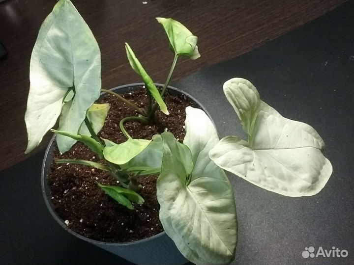 Сингониумы, калатеи