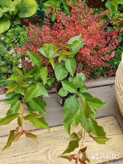 Бугенвиллия